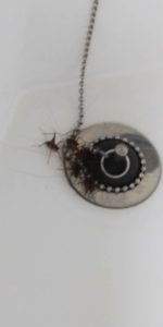 害虫駆除作業 軽井沢コンシェル 害虫駆除作業 軽井沢コンシェル